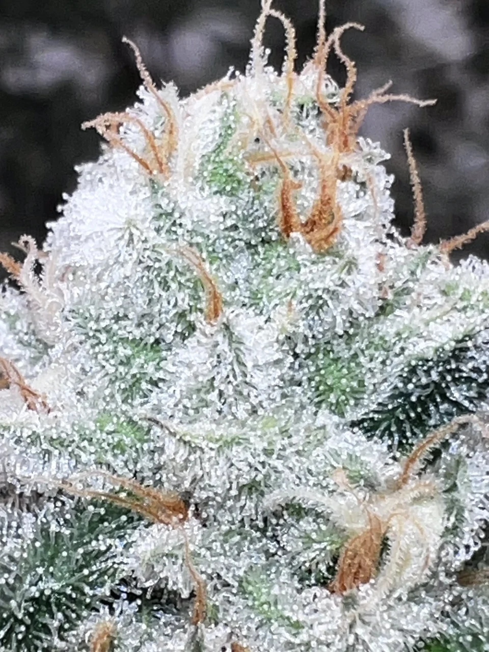 Orange pistils on a flower with dense trichomes