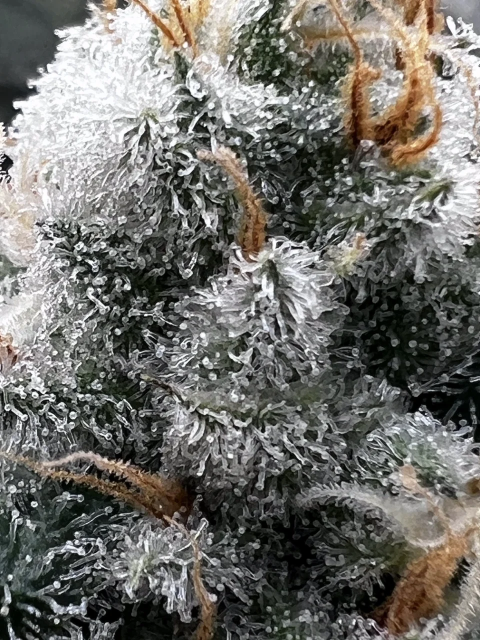 Close view of a frosty white-green flower surface
