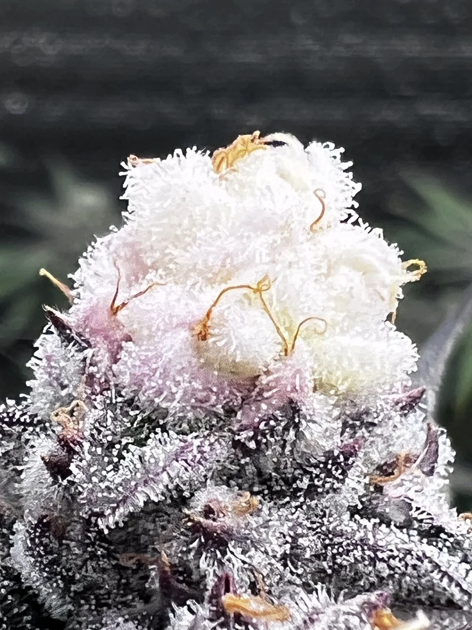 A white-pink flower tip against a dark background